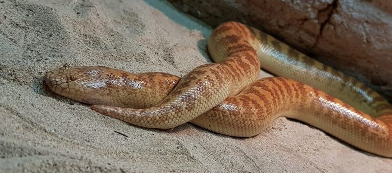 Kenyan Sand Boa: The Subterranean Ambusher