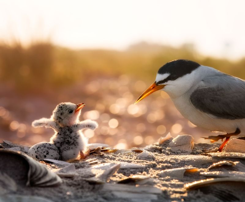 Least Tern – San Diego Bay National Wildlife Refuge