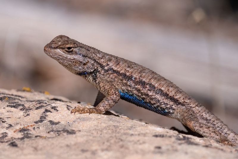 Western Fence Lizard: The Push-Up Champion