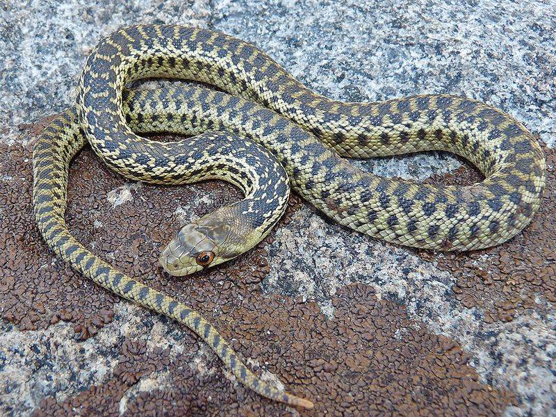 San Diego Gopher Snake: The Southern Specialist