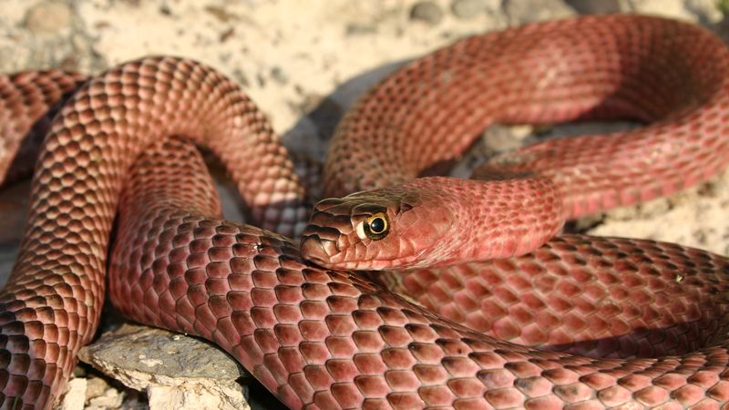 Coachwhip (Red Racer)