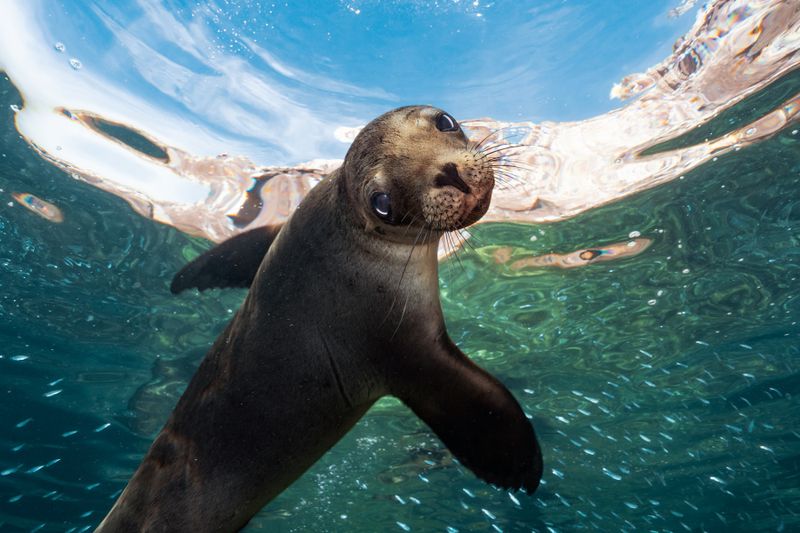 California Sea Lion: Playful Water Puppies