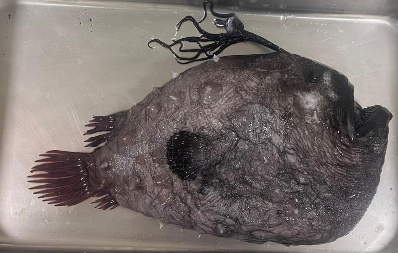 Examining The Specimen: Identification Off The California Coast