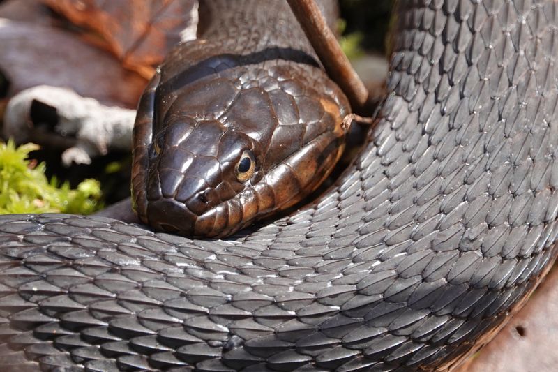 Getting To Know Alabama's Water Snakes