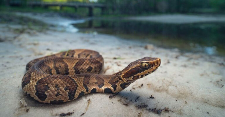 What Is The Maximum Size Of Alabama’s Massive Water Snakes?