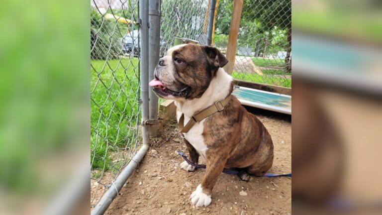 abandoned dog
