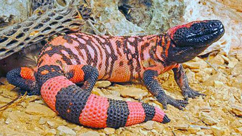 Springtime Means Mating Season for These Solitary Reptiles
