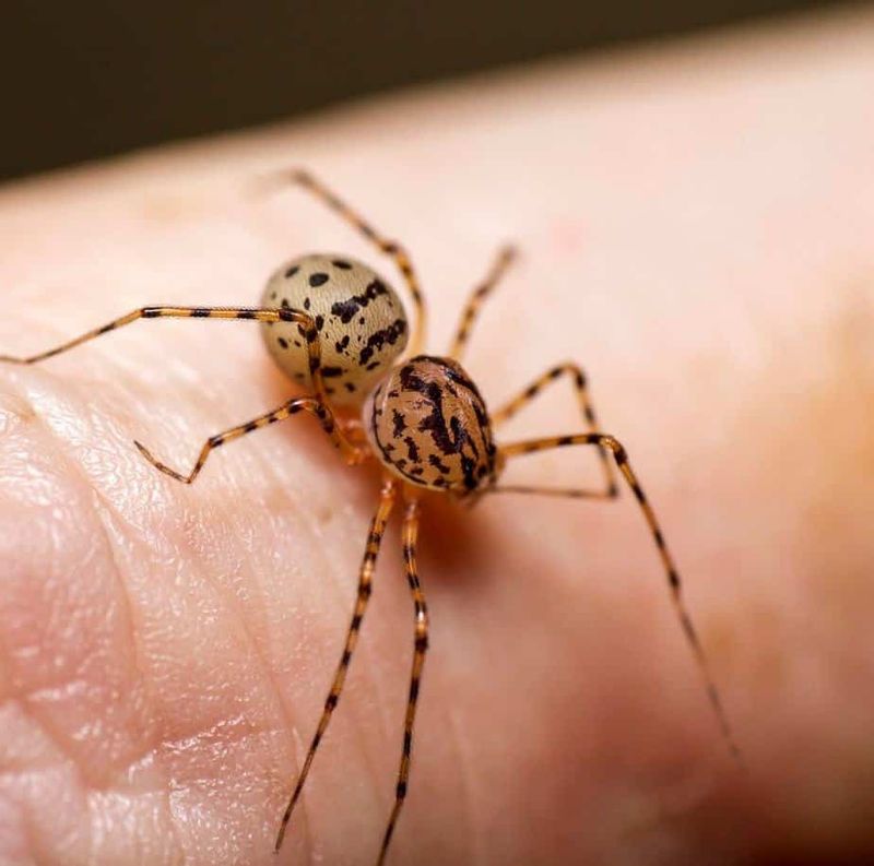 Spitting Spider: The Web-Slinging Marksman