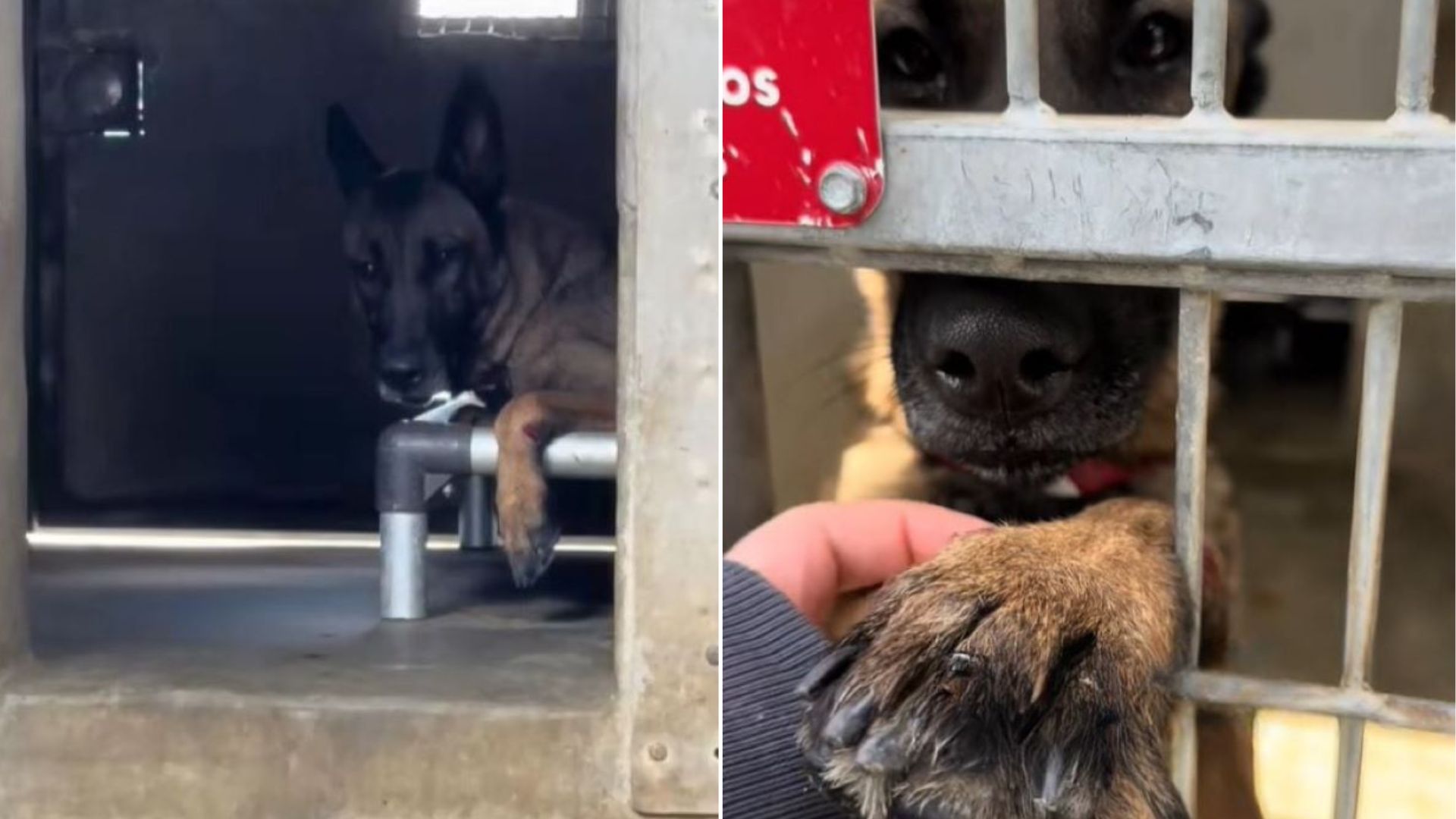 dog with injured paws