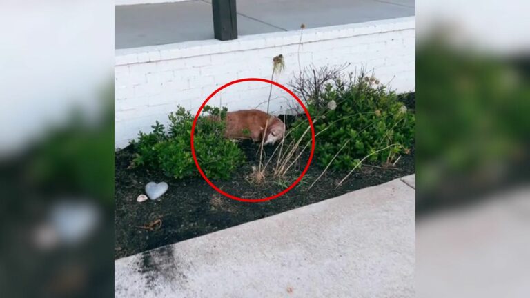 dog in a bush