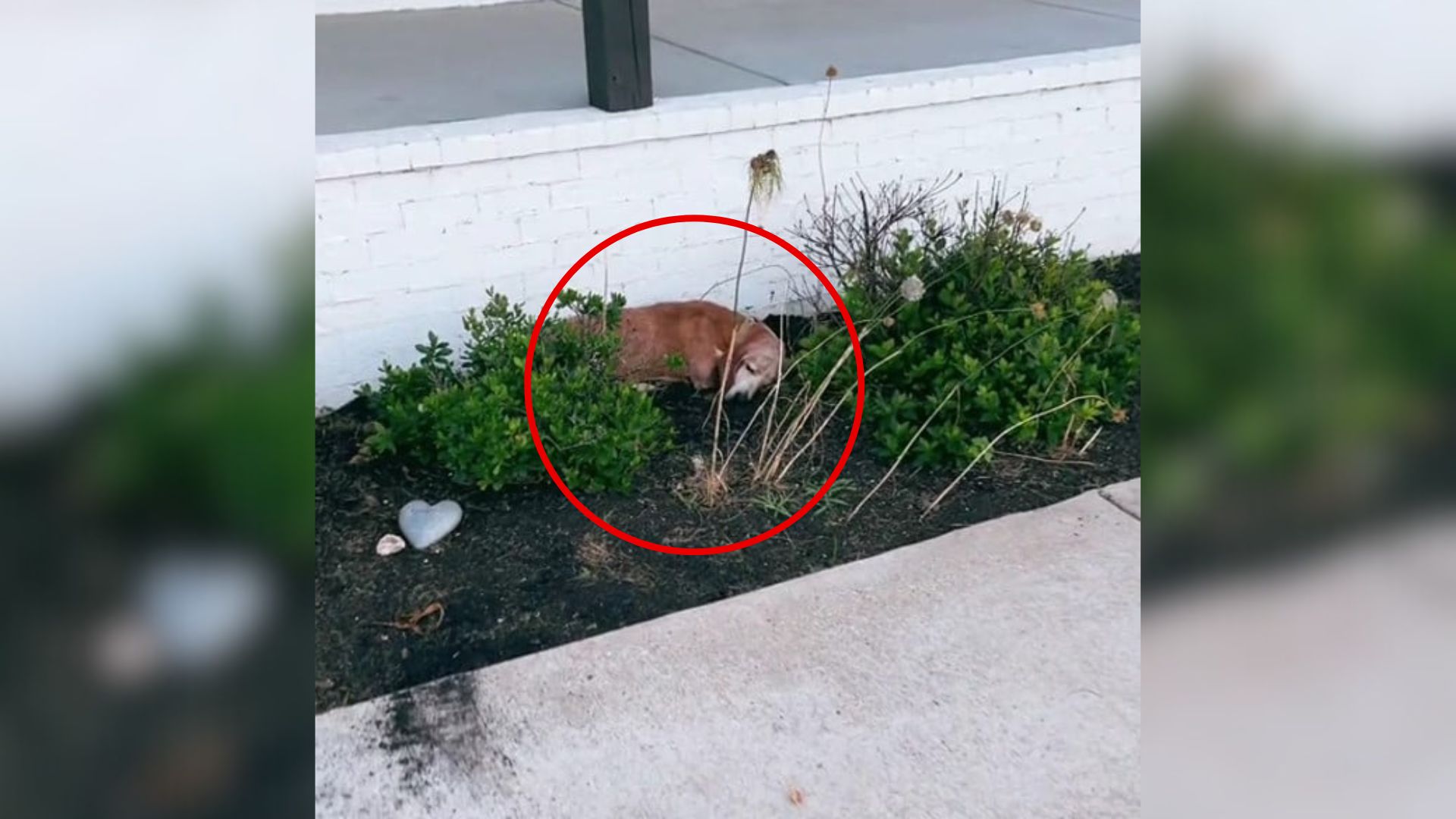 When The Couple Moved Into Their New Tennessee Home, A Furry Visitor Was Waiting