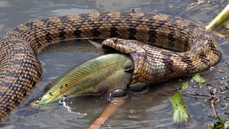 What They Eat And How They Act
