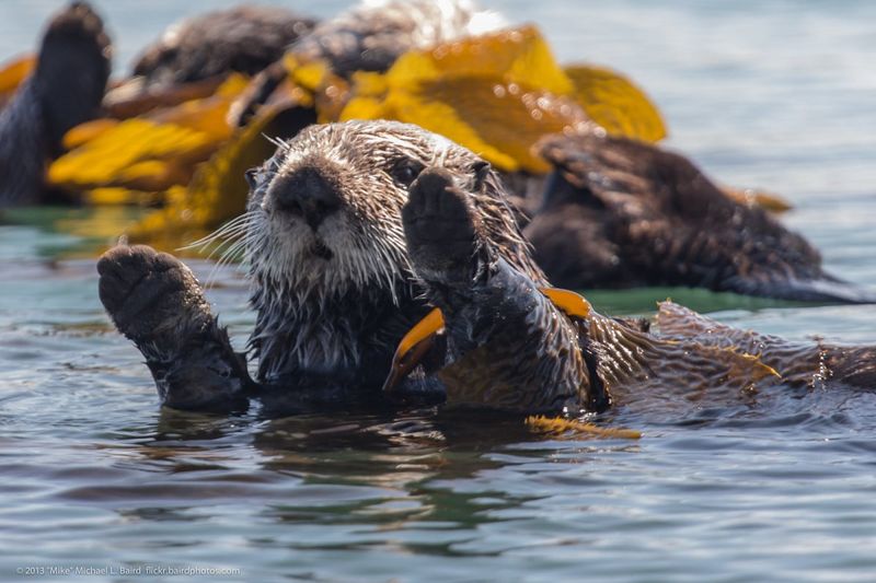 Otters vs. Urchins: The Unexpected Hero of Kelp Forests