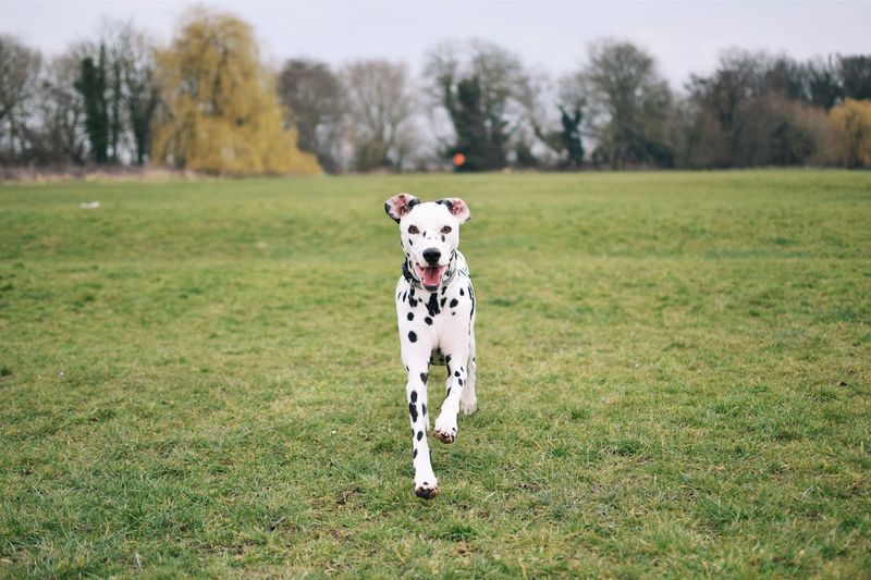 Dalmatian: Spotted Sensation For Sun-Soaked Adventures