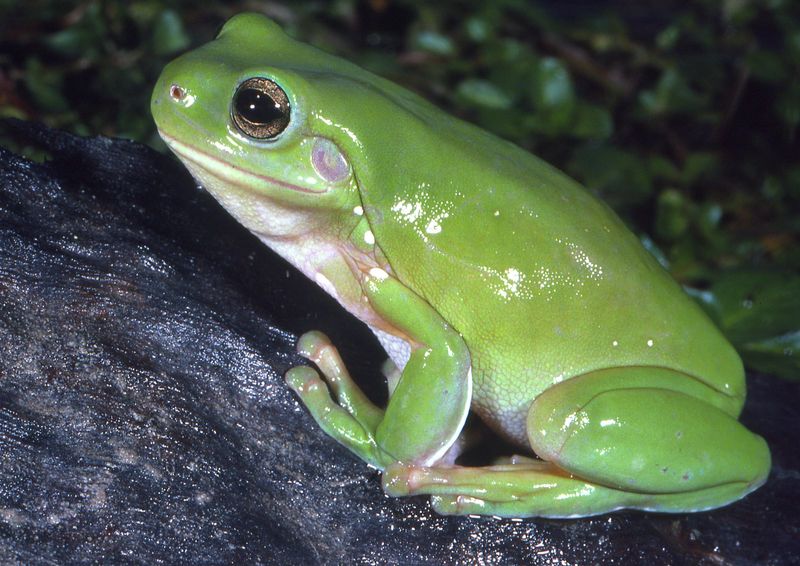 Green Tree Frog: Tiny Emerald Roommate