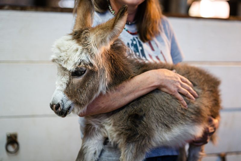Urban Oasis: How Rooftop Gardens And Donkeys Form Perfect Partnership