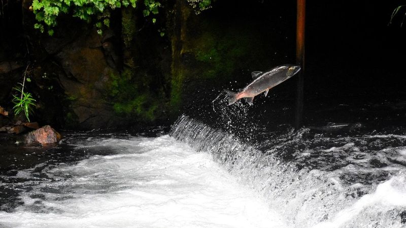 Determined Pacific Salmon