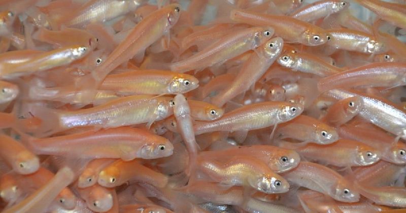Rosy Red Minnow: The Budget-Friendly Polar Bear