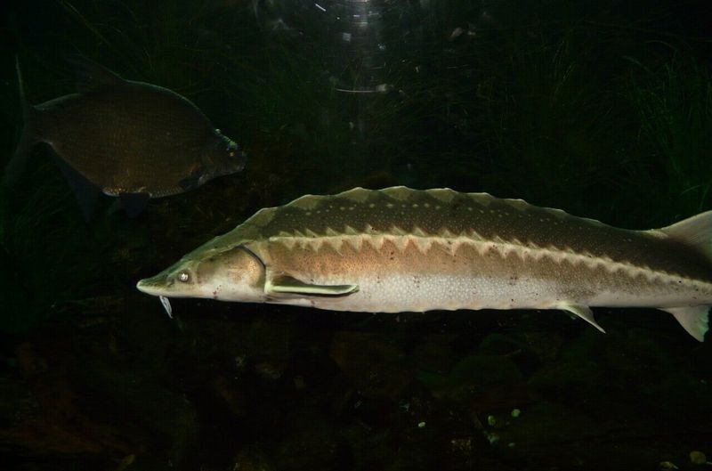 Lake Sturgeon: Freshwater Giants of the Great Lakes