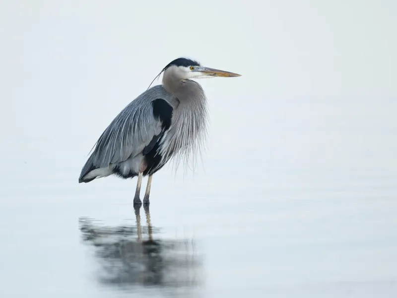 Great Blue Heron - Patient Fishermen