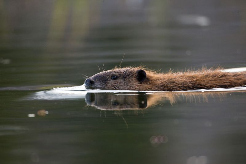 North American Beaver: The Comeback Engineers