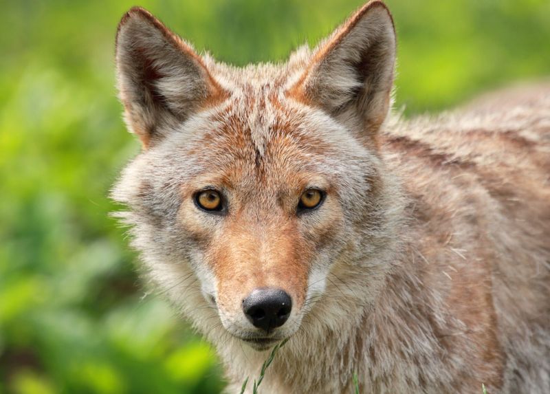 Eastern Coyote