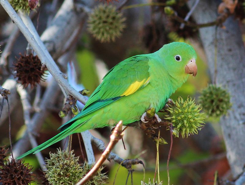 Yellow-chevroned Parakeet (Brotogeris chiriri)
