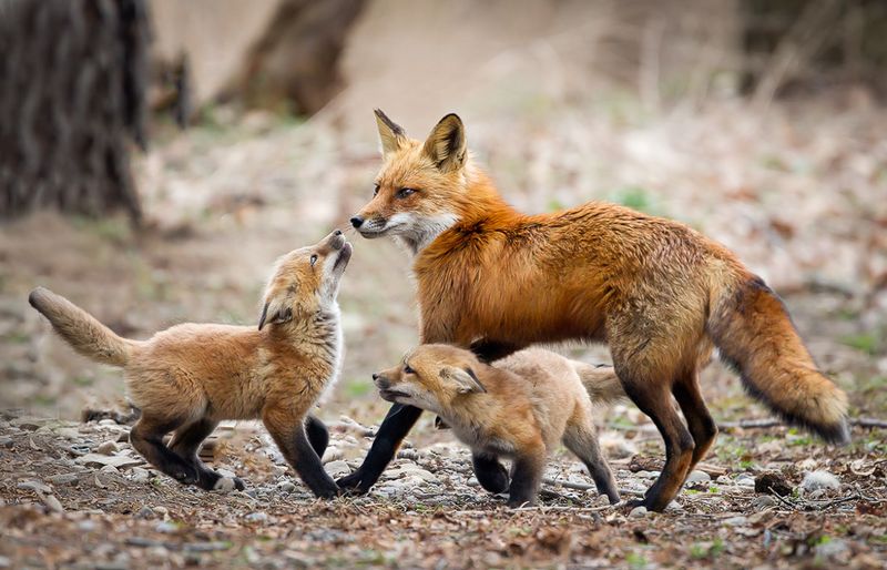 Red Fox