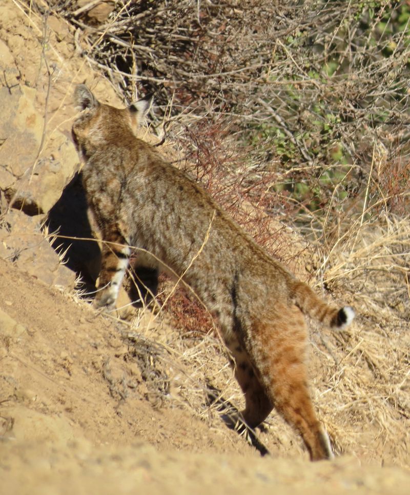 Bobcat: The Elusive Dune Hunter