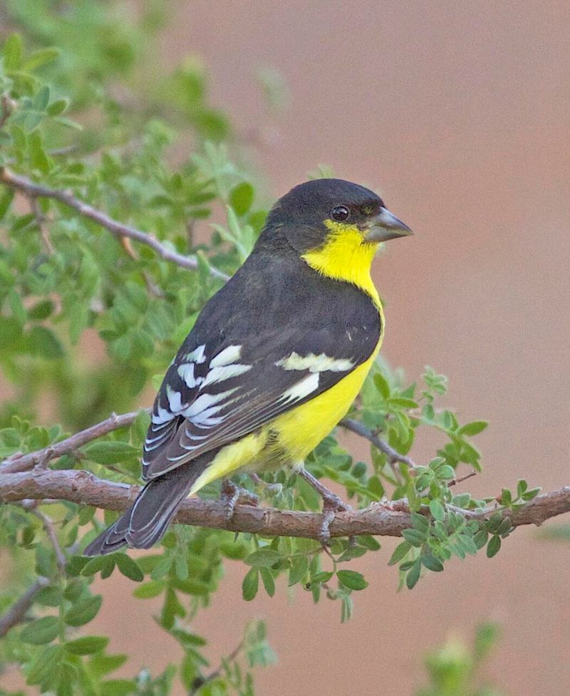 Lesser Goldfinch (Spinus psaltria)
