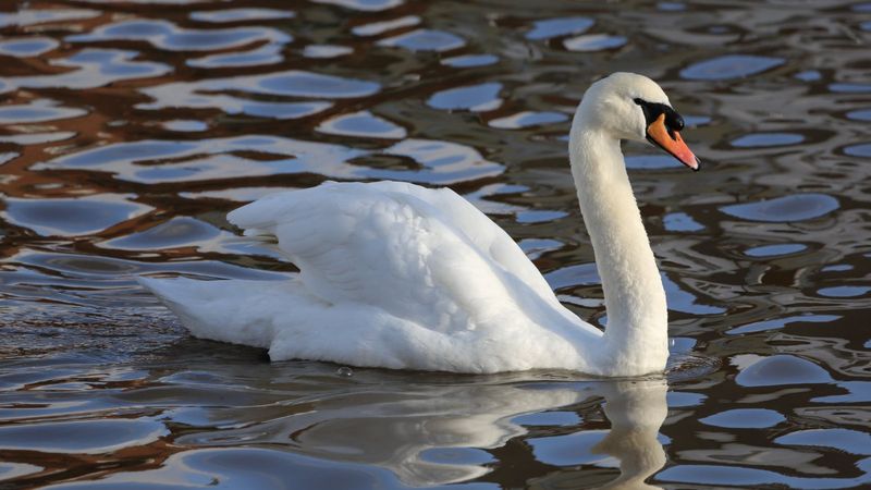 Mute Swans: The Elegant Invaders
