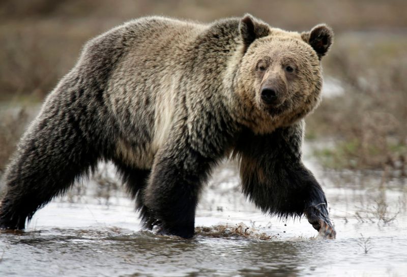 Grizzly Bear: Northern Rockies' Iconic Predator
