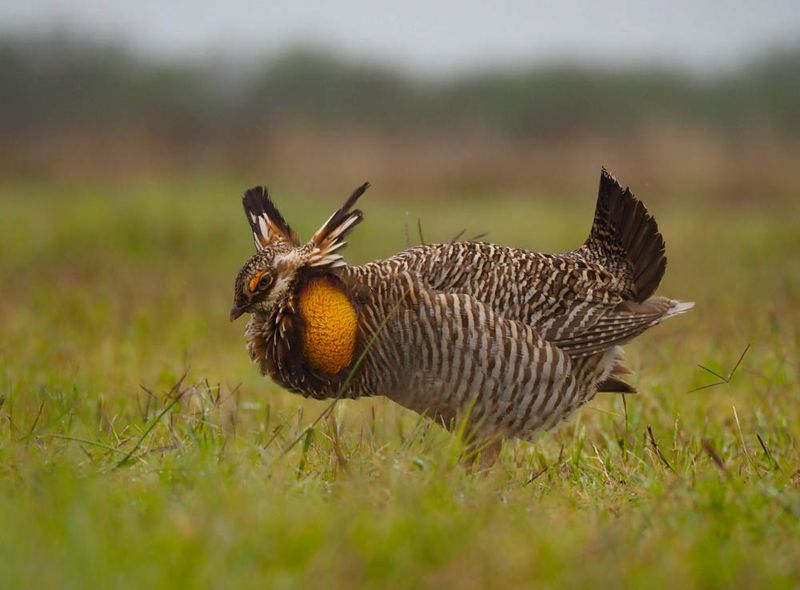 Attwater's Prairie-Chicken: The Dancing Prairie Dweller