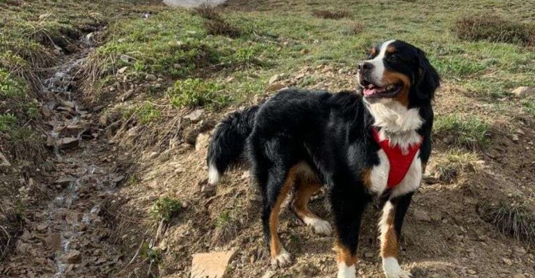 Why Bernese Mountain Dogs Thrive In Colorado’s Rocky Mountain Environment