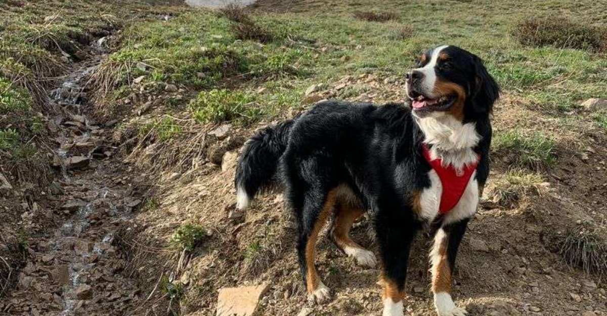 Why Bernese Mountain Dogs Thrive In Colorado’s Rocky Mountain Environment