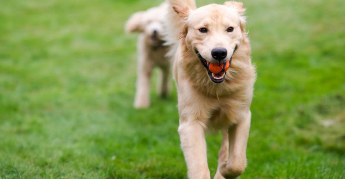 Why Georgia Loves Labrador Retrievers: A Southern Tradition