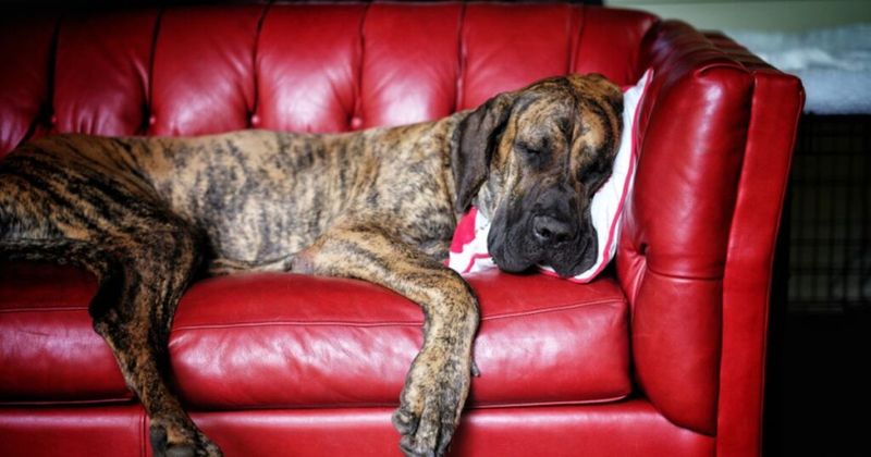 Apartment-Friendly Couch Potatoes