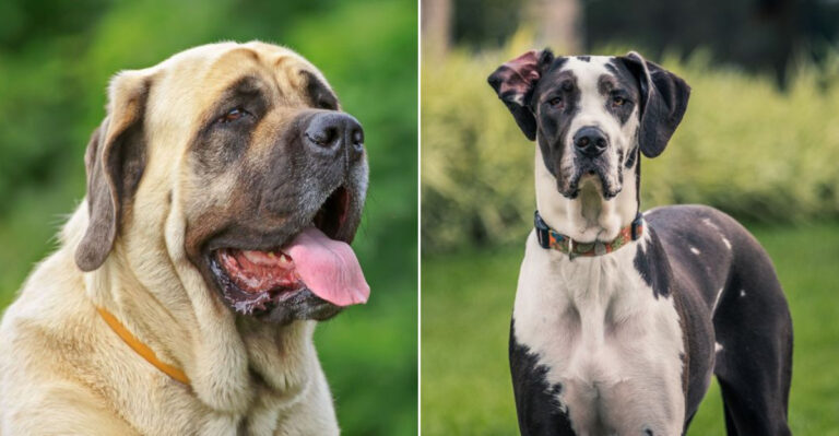 Why Great Danes And Mastiffs Are The Gentle Giants Winning Over New York