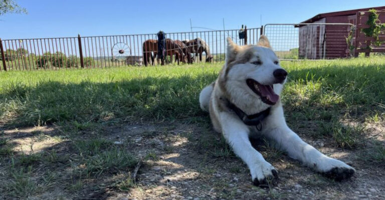 Why Huskies Are Becoming Increasingly Popular Among Texas Ranchers
