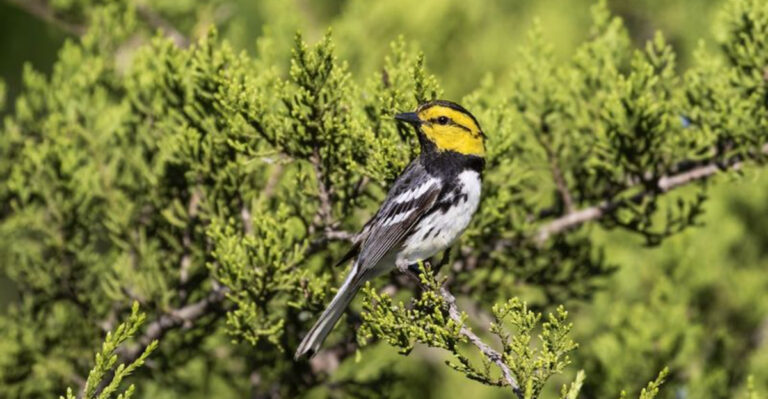 Why Is Texas The Only Home Of The Golden-Cheeked Warbler?