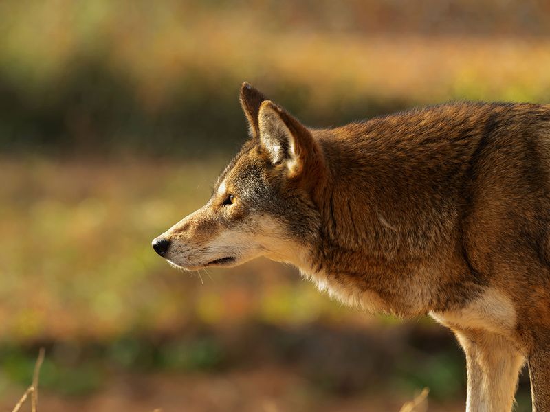 Keeping Coyote Populations In Balance
