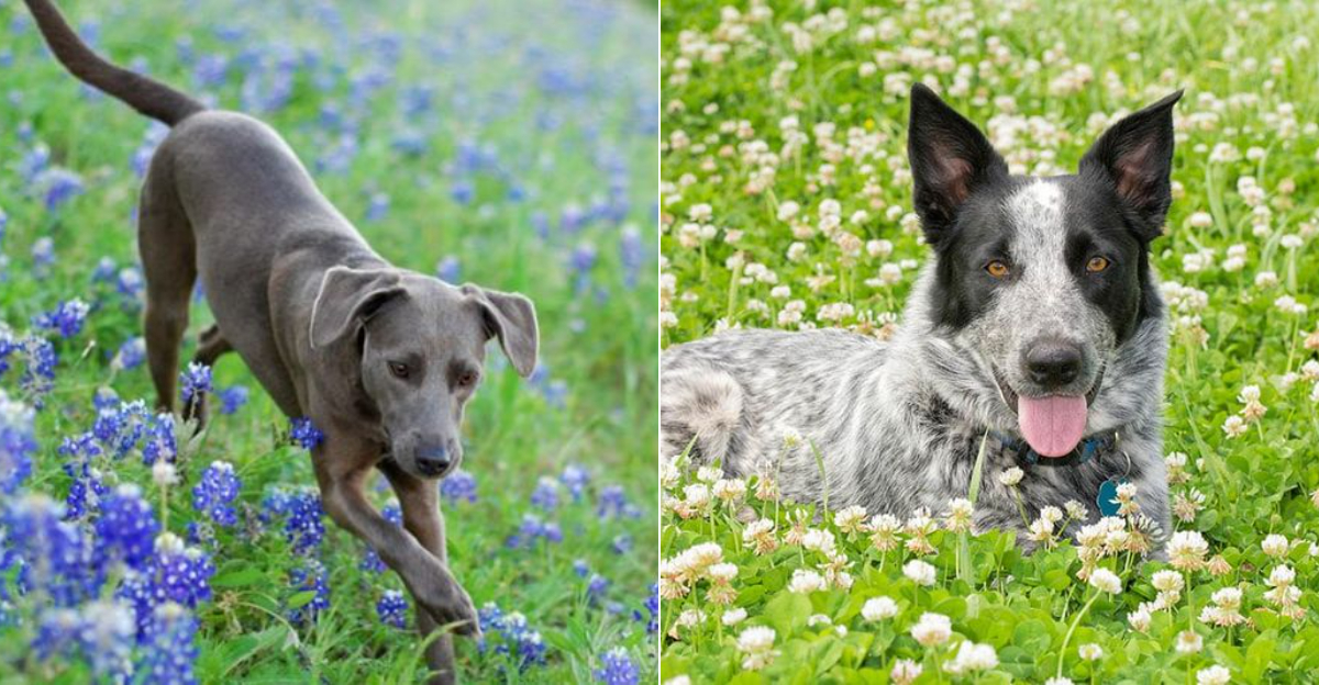 Why Texas Is Home To Some Of The Most Unique And Rare Dog Breeds In The U.S.