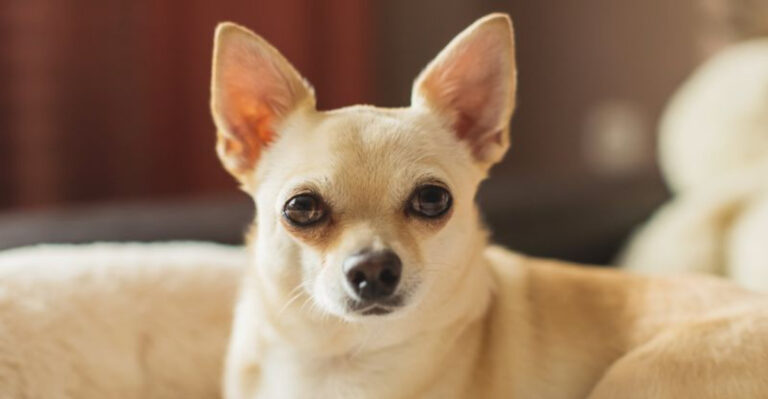 Why The Chihuahua Is Arizona’s Unofficial State Dog & 9 Other Popular Breeds