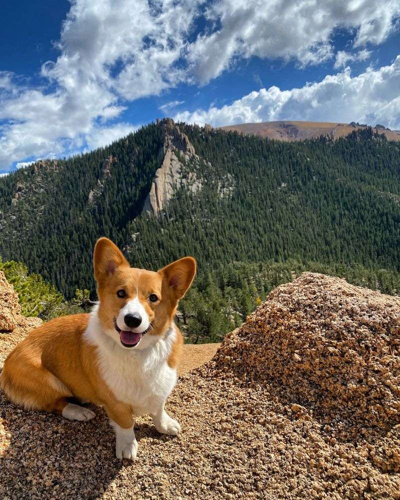 Corgi