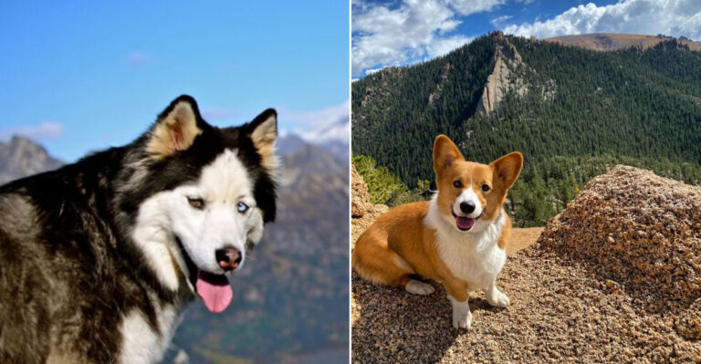 Why The Corgi Is the Surprising Star Of Colorado’s Trails (And 6 Other Breeds Built For High-Altitude)