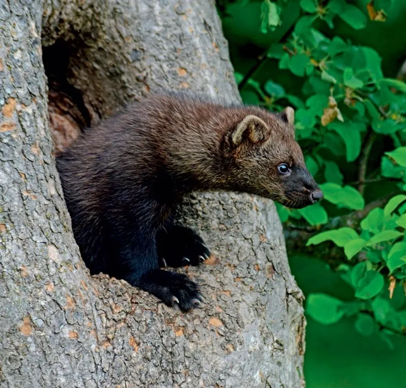 The Fisher's Role In Maintaining A Balanced Ecosystem