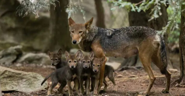Why The Only Remaining Red Wolves Live In North Carolina’s Wilderness