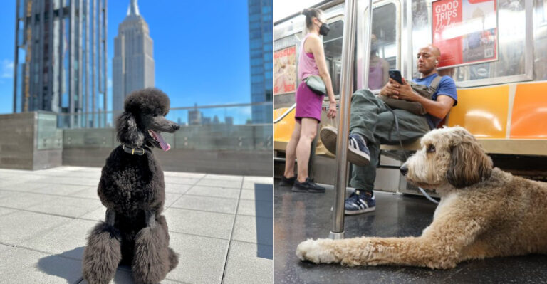 Why The Poodle Is The Perfect City Dog For New York And Los Angeles
