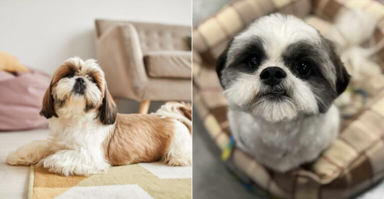 Why The Shih Tzu Is Florida’s Go-To Condo Dog (And 5 Grooming Tricks You Need)