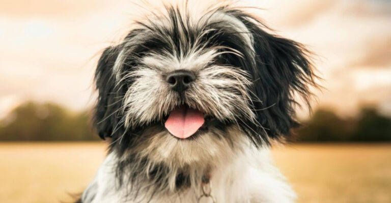 Why The Shih Tzu Is The True King Of New York